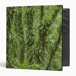 Classeur Costa Rica, Parc national d'Arenal, forêt tropical
