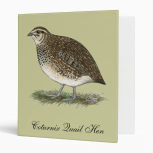 Classeur Coturnix Quail