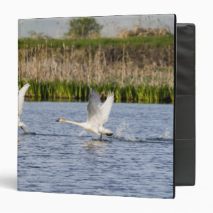 Classeur Couple de cygnes de la toundra en décollage pour