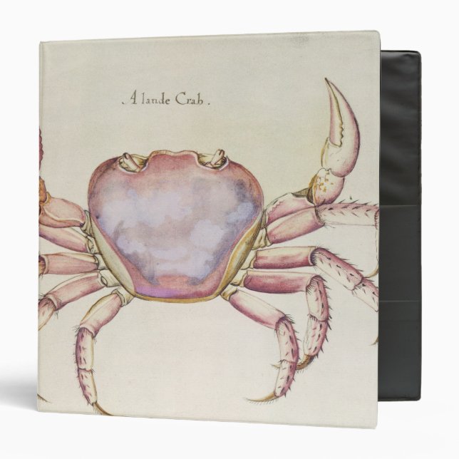 Classeur Crabe terrestre (Devant/Intérieur)
