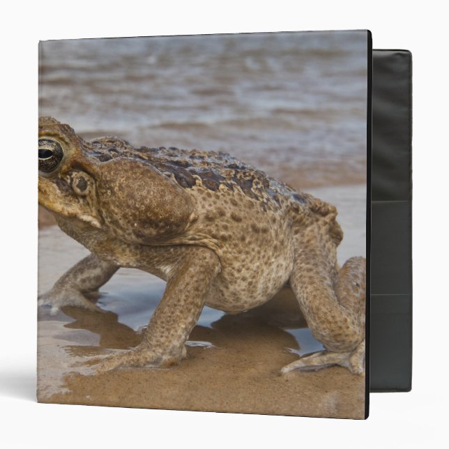 Classeur Crain de cane Rhinella marina, précédemment Bufo (Devant/Intérieur)