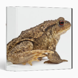 Classeur Crapaud commun ou crapaud européen (Bufo bufo) pis