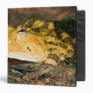 Classeur Crapaud cornu brésilien, Ceratophrys cornuta, 3