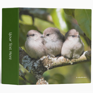 Classeur Cute Baby Bushtit Songbirds