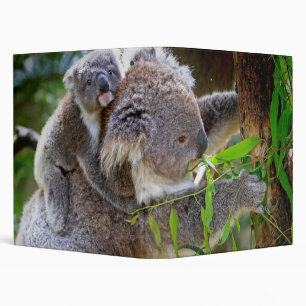 Classeur Cute Koalas