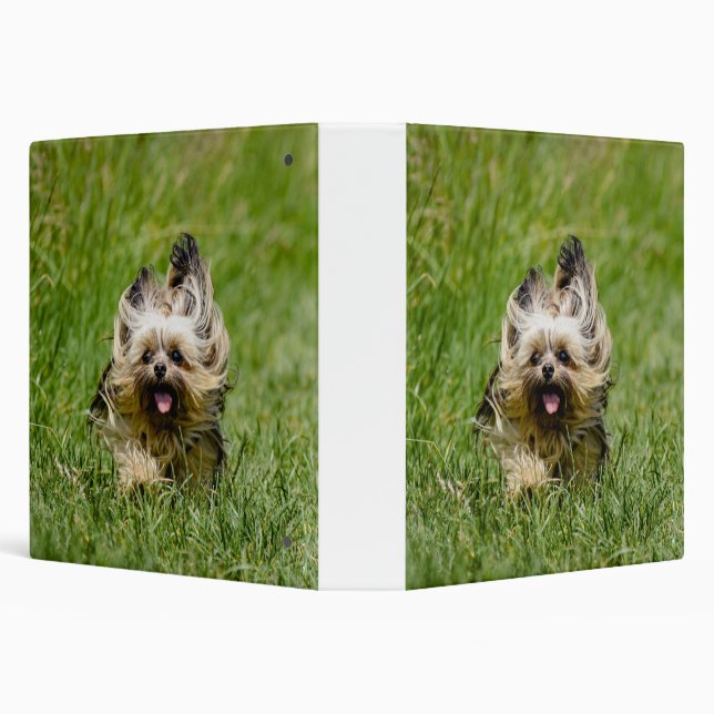 Classeur Cute Yorkshire Terrier Running Through Grass (Arrière-plan)