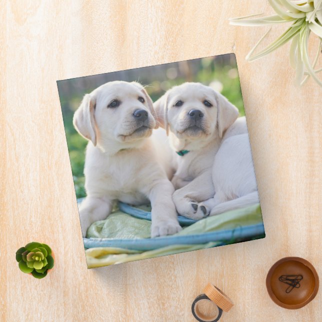 Classeur Cutest Baby Animals | Yellow Labrador Retrievers (In Situ)
