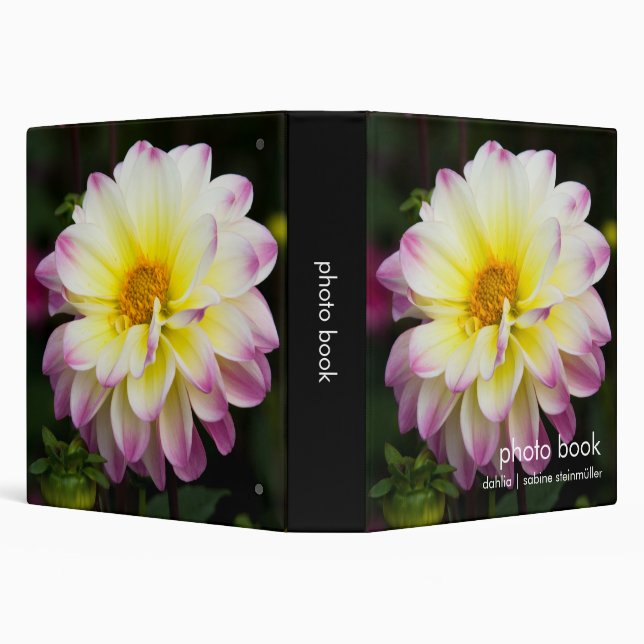 Classeur Dahlia pourpre, jaune et blanc (Arrière-plan)