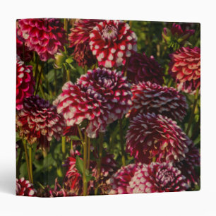 Classeur Dahlies, ferme de dahlias, Canby, Oregon, États-Un