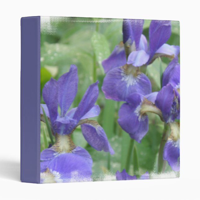 Classeur d'ampoules d'iris (Devant/Côté)