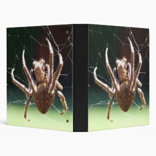 Classeur d'araignée de tisserand de globe de
