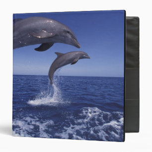 Classeur dauphins à gros nez des Caraïbes