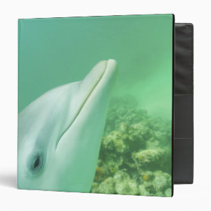 Classeur Dauphins à gros nez Tursiops truncatus