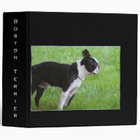 Classeur de Boston Terrier