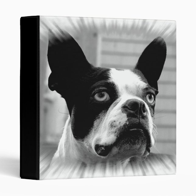 Classeur de Boston Terrier (Devant/Côté)