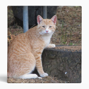 Classeur de chat Tabby Orange