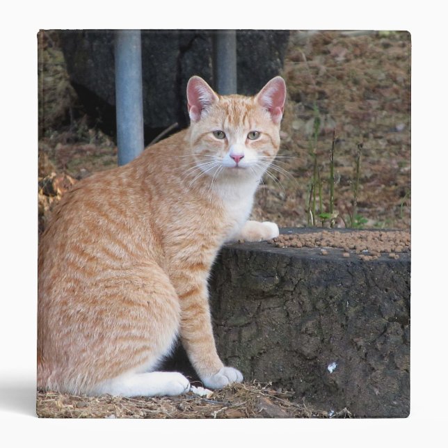 Classeur de chat Tabby Orange (Devant)