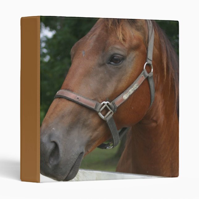 Classeur de cheval de châtaigne douce (Devant/Côté)