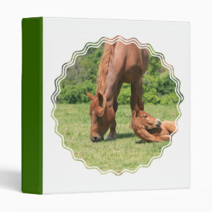Classeur de cheval de jument et de colt