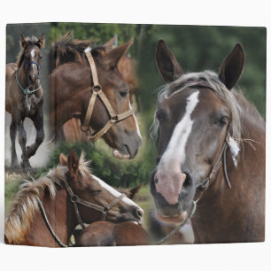classeur de chevaux