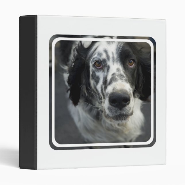 Classeur de chien de poseur anglais (Devant/Côté)
