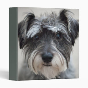Classeur de chien de Schnauzer miniature