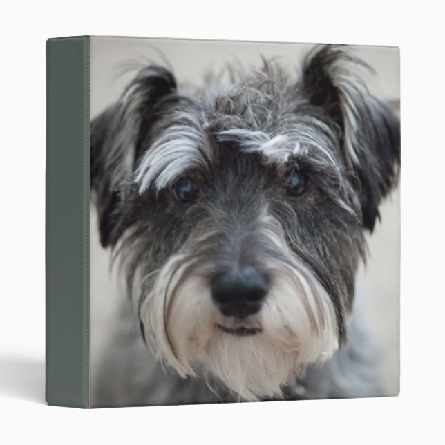Classeur de chien de Schnauzer miniature (Devant/Côté)