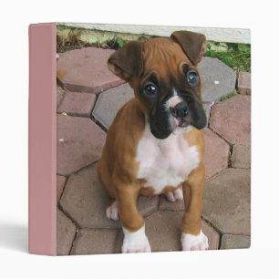 Classeur de chiot de boxeur