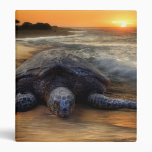Classeur de coucher du soleil de tortue de mer