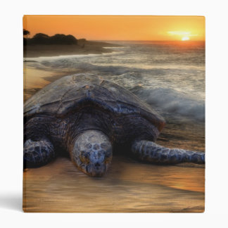 Classeur de coucher du soleil de tortue de mer