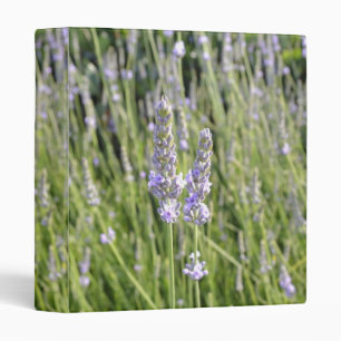 Classeur de gisement de fleurs de Lavendar