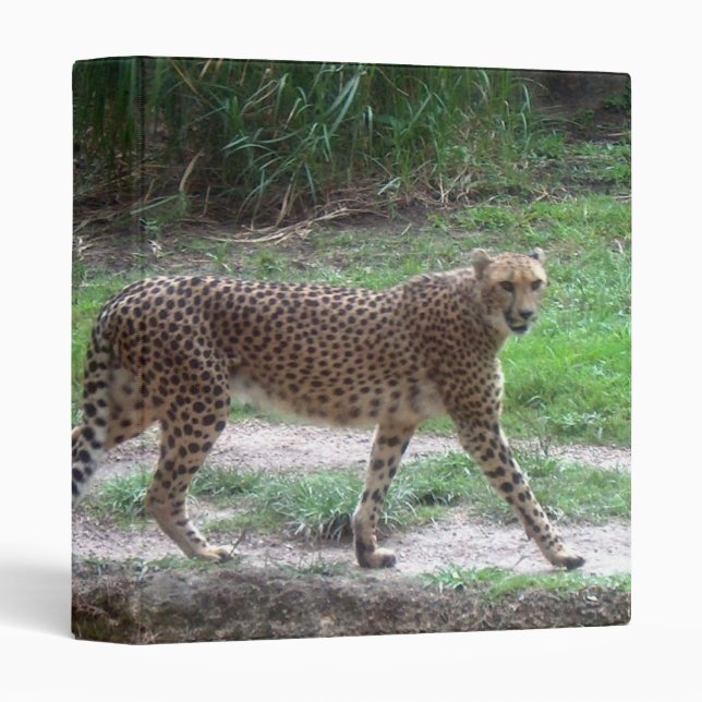 Classeur de guépard (Devant/Côté)