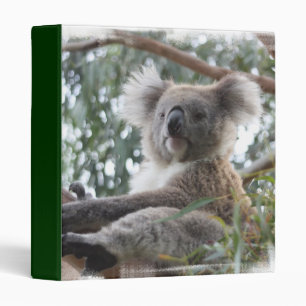 Classeur de koala
