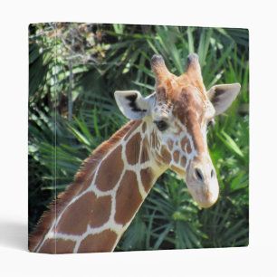 Classeur de la Girafe