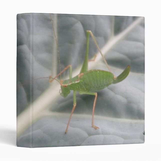 Classeur de macro cricket vert (Devant/Côté)