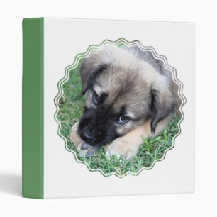 Classeur de photo de chiot de berger
