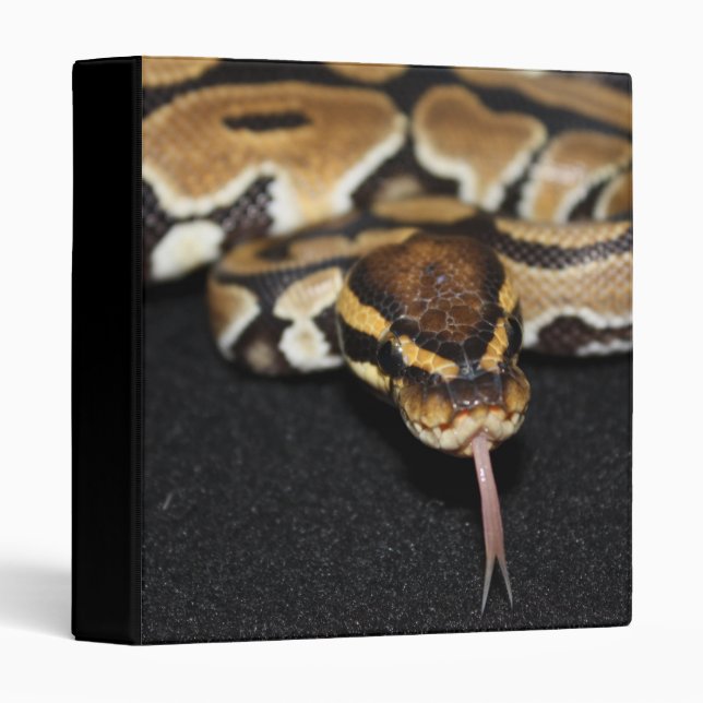 Classeur de python de boule (Devant/Côté)