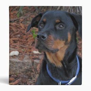 Classeur de rottweiler de Heidi