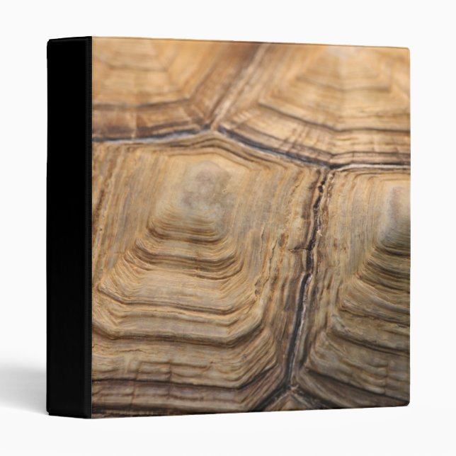 Classeur de Shell de tortue (Devant/Côté)
