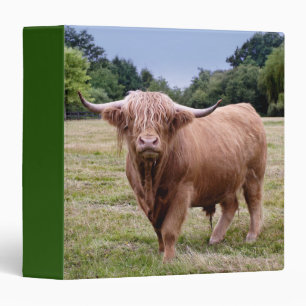 Classeur de vache Highland