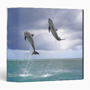 Classeur Delfin, Delphin, Tuemmler plus brut, Tursiops 2