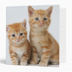 Classeur Deux chatons adorables