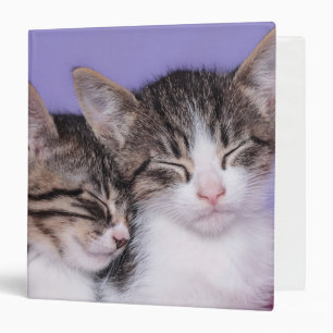 Classeur Deux chatons mignons faisant une sieste