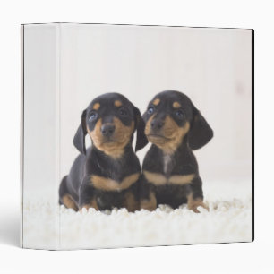 Classeur Deux Mini Dachshund Assis
