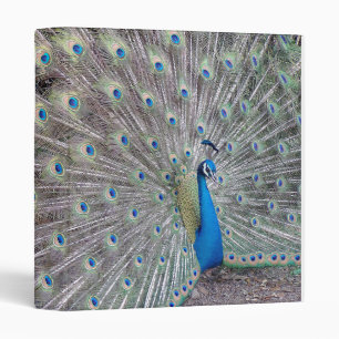 Classeur d'oiseau de paon