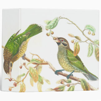 Classeur d'oiseaux de Catbird de Gould