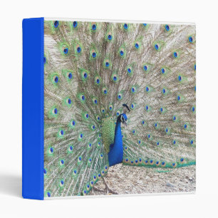 Classeur d'oiseaux de Peacock