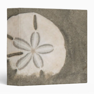 Classeur Dollar de sable (Echinarachnius parma)