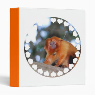 Classeur d'or de Tamarin de lion