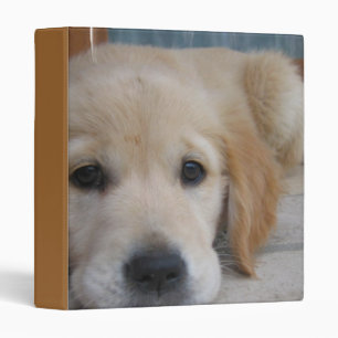Classeur d'or mignon de chiot
